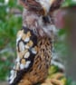  Eagle owl Needle felt owl, collectable animal sculpture ornament or decoration - Image 7