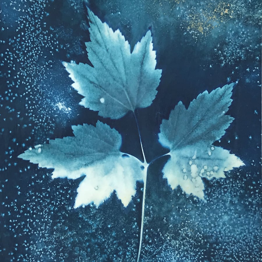  Anemone Blues, Botanical Art in Cyanotype, mounted ready to frame. 