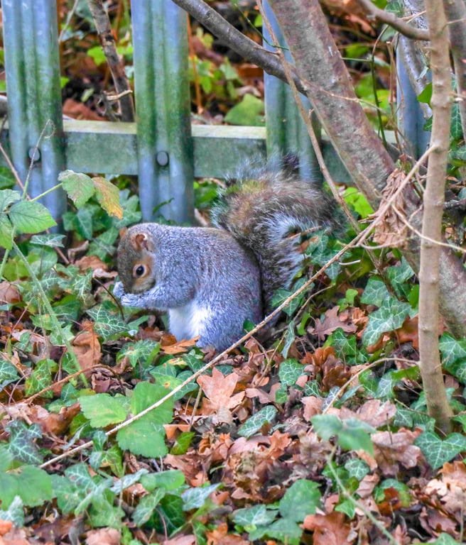 British Wildlife Greetings Card - Grey Squirrel Photography - Blank Card.