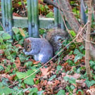 British Wildlife Greetings Card - Grey Squirrel Photography - Blank Card.