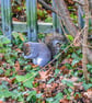 British Wildlife Greetings Card - Grey Squirrel Photography - Blank Card.
