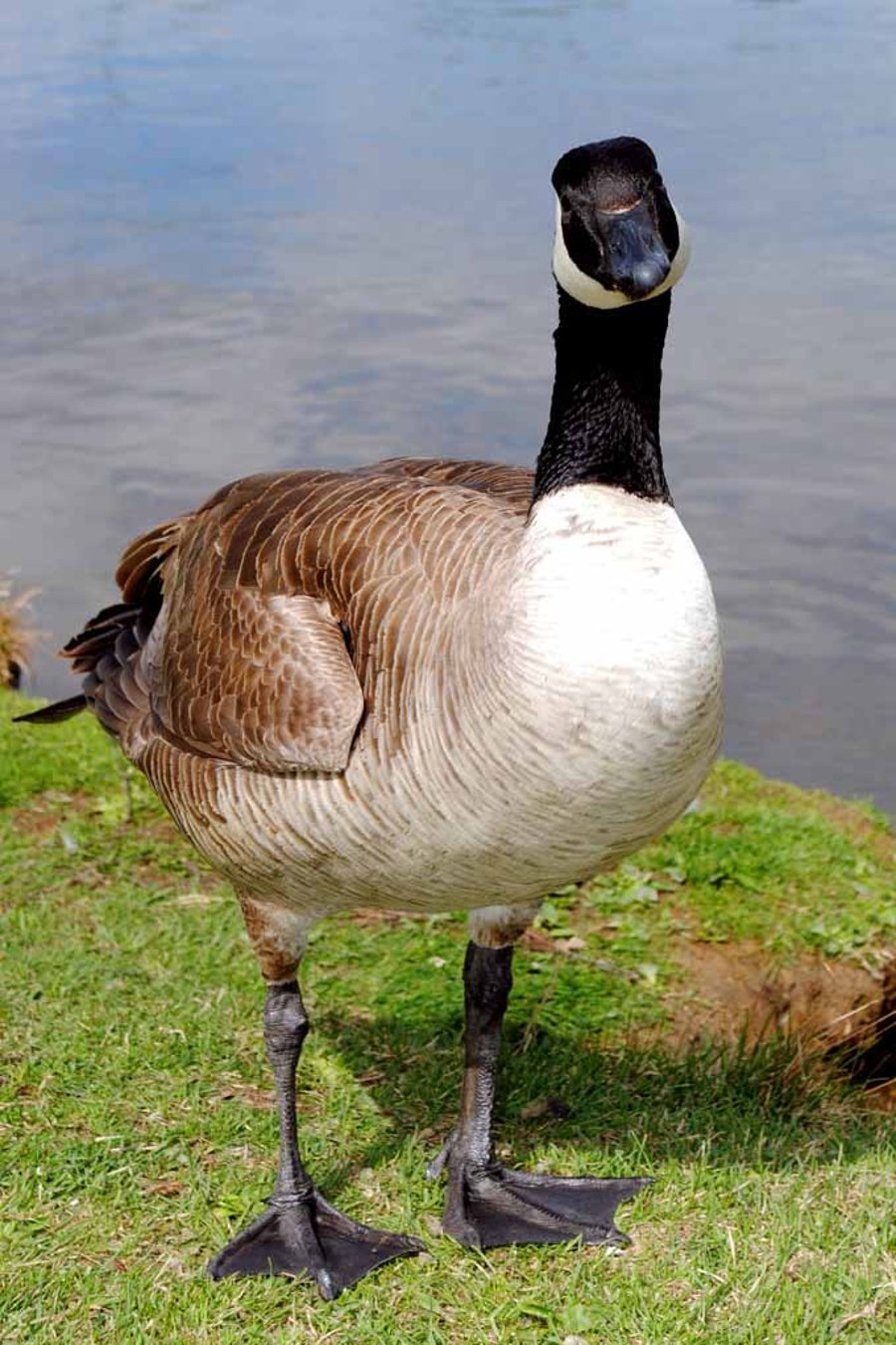 Canada Goose Canadian Geese Wild Bird 12"x18" Print