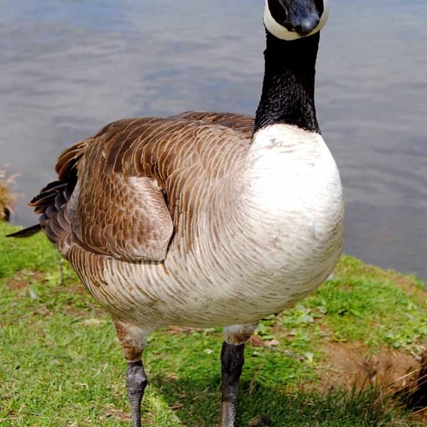 Canada Goose Canadian Geese Wild Bird 12"x18" Print