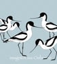 Avocets. Signed print. Digital illustration. Birds. Wildlife. Coast - Image 3