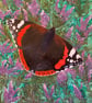 Stunning, original watercolour of a Red Admiral butterfly 