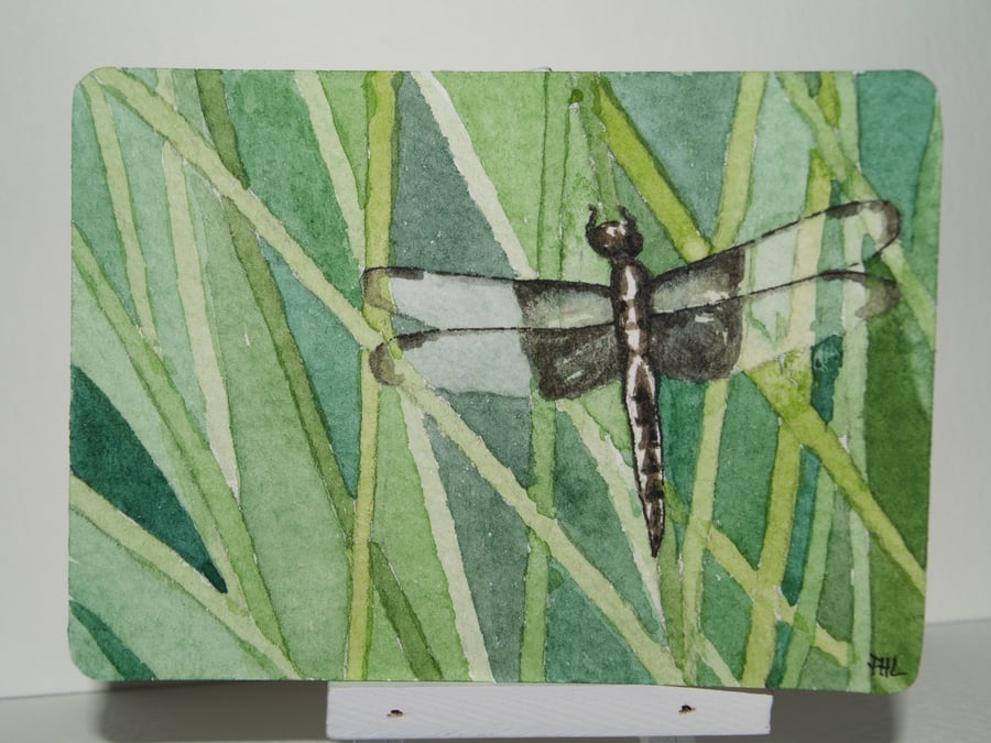 ACEO Original watercolour Dragonfly in the Riverbank Reeds