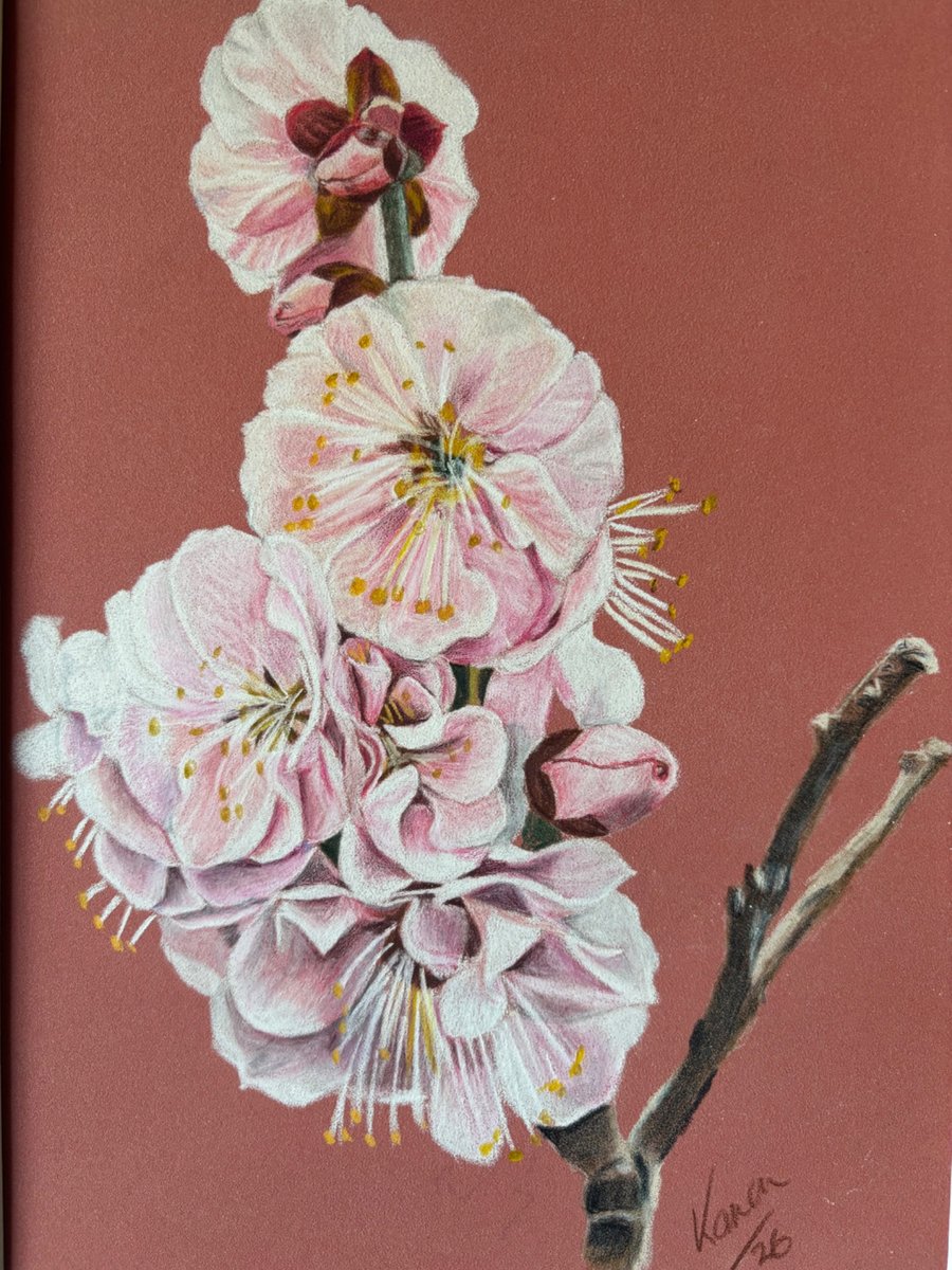 Cherry blossom 