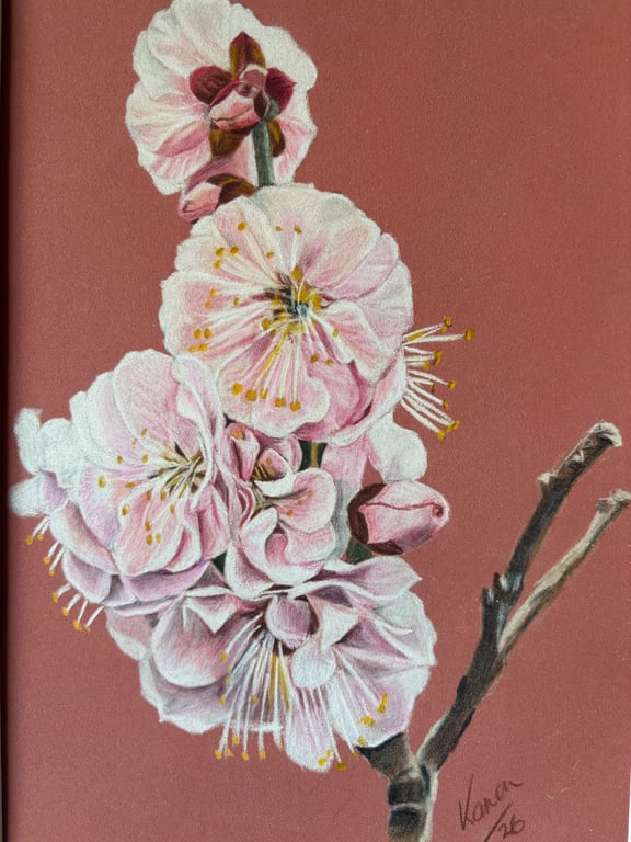 Cherry blossom 