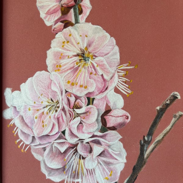 Cherry blossom 