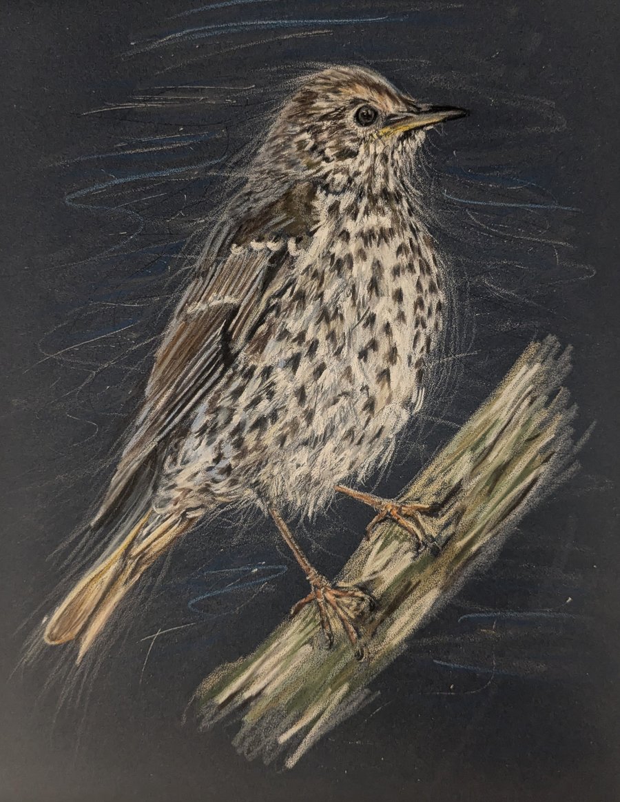 Song Thrush, a signed print of an original drawing