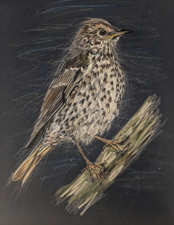 Song Thrush, a signed print of an original drawing