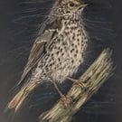 Song Thrush, a signed print of an original drawing