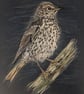Song Thrush, a signed print of an original drawing - Image 1