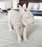 Lynx Ceramic Ornament - Hand Built - Image 9