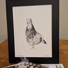 Pigeon, a signed print of an original charcoal drawing