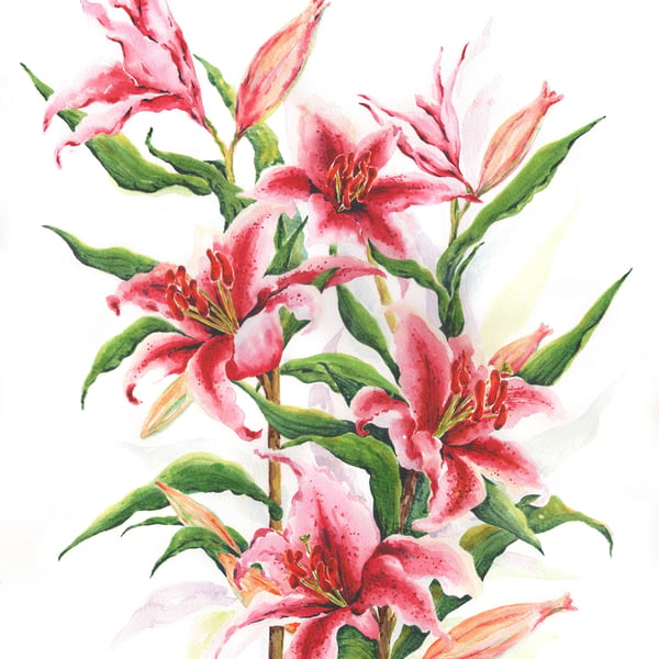 Stargazer Lilies - Fine Art Giclee Print - No mount, Unframed Pink-Red Flowers