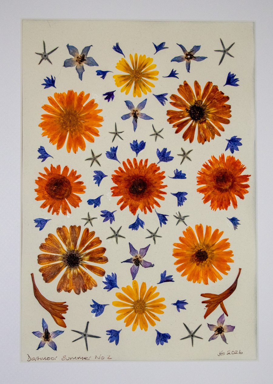 Pressed Summer flowers from Dartmoor