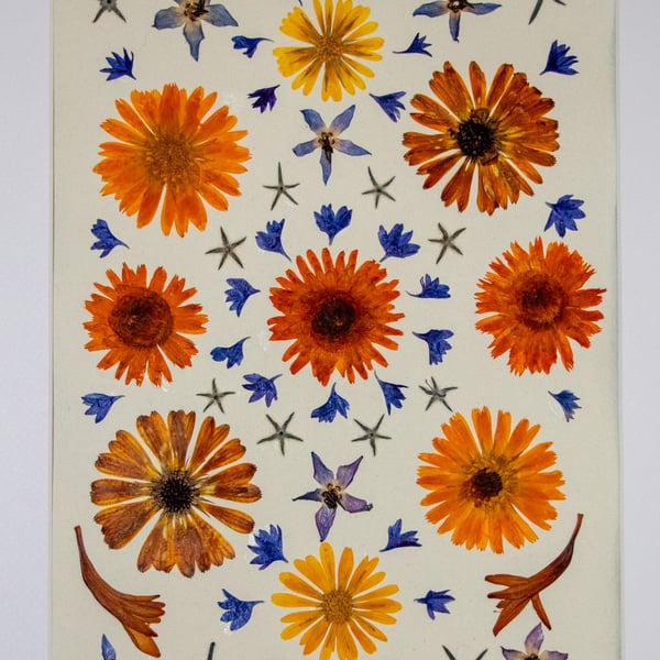 Pressed Summer flowers from Dartmoor