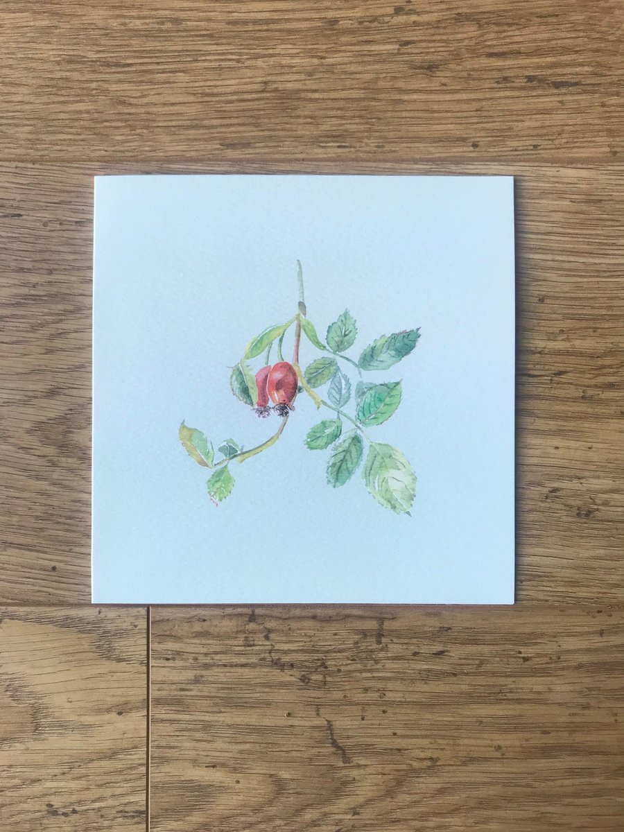 Pack of 5 Rose Hip Watercolour Print Card