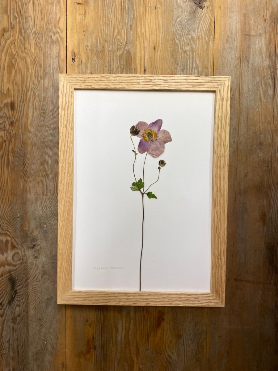Pressed Japanese Anemone flower - A4