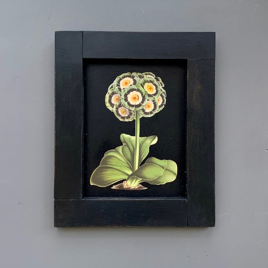 Rustic auricula decoupage print in bespoke frame