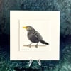 Blackbird - Original Watercolour Painting