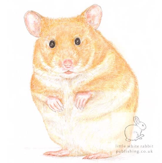 Daisy the Hamster - Blank Card