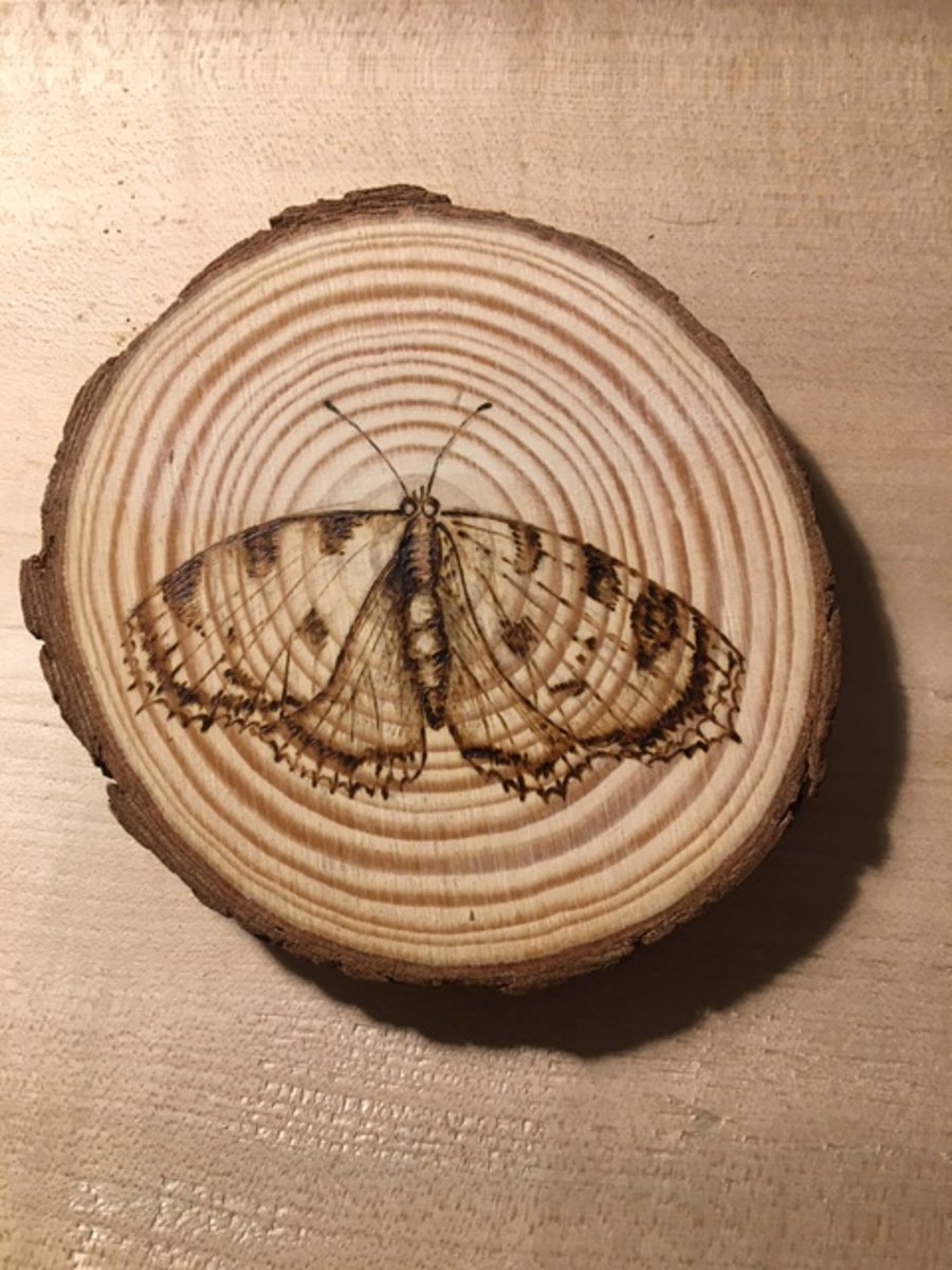 Insects on Wood - pyrography on sustainable wood