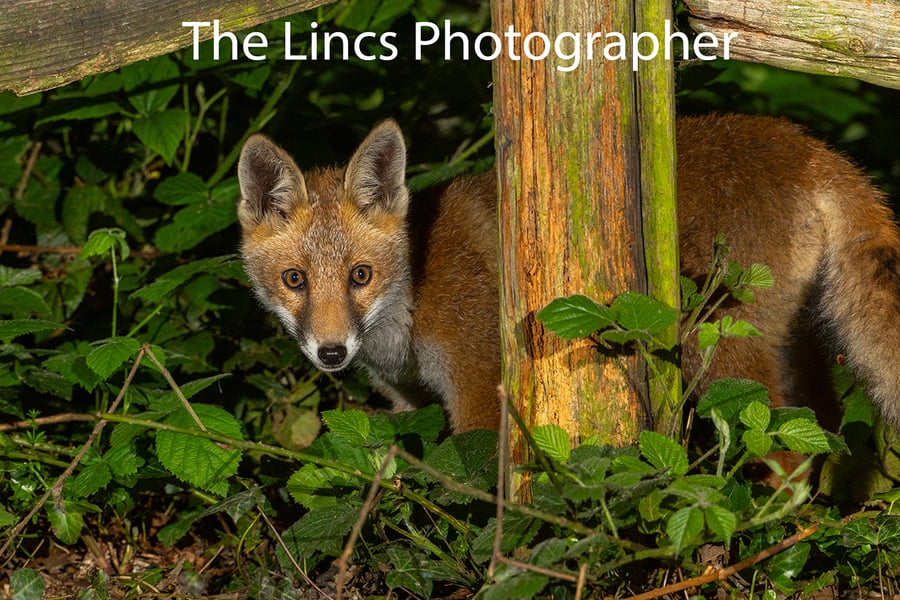 Fox cub print (Limited edition of 10)