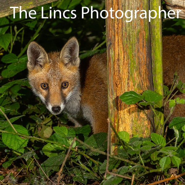 Fox cub print (Limited edition of 10)