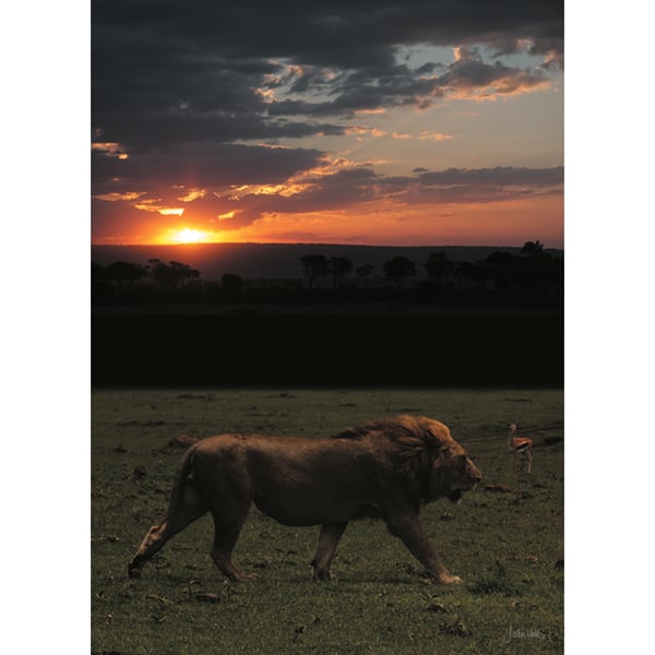 6 - SUNSET STROLLING LION A3 POSTER