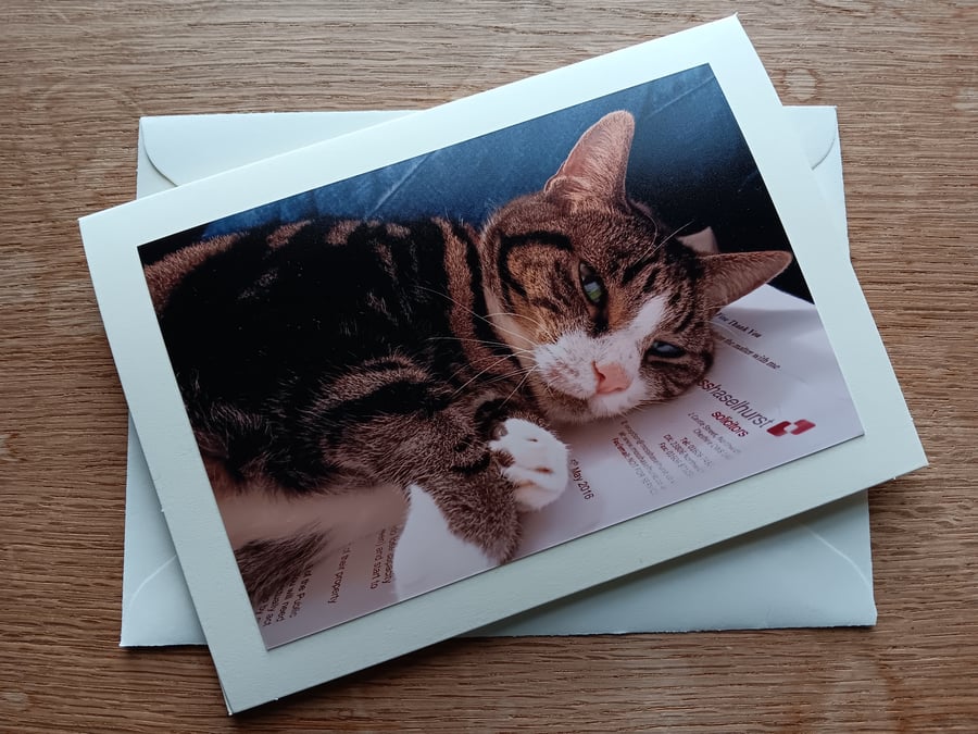 Tabby and White Family Cat Large Photographic Card 7" x 5" Blank