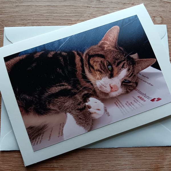 Tabby and White Family Cat Large Photographic Card 7" x 5" Blank