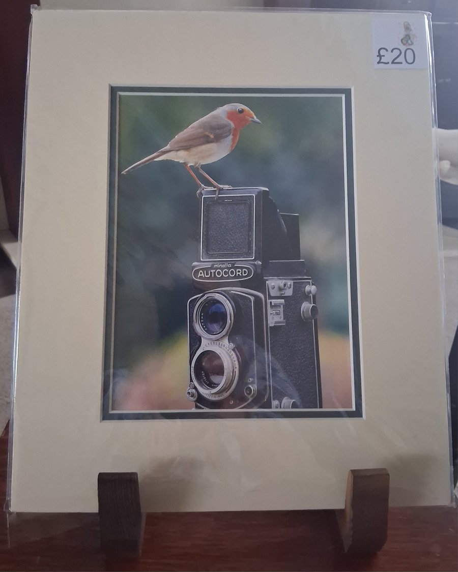 ROBIN ON A CAMERA  PHOTO IN A MOUNT