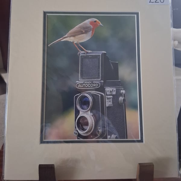 ROBIN ON A CAMERA  PHOTO IN A MOUNT