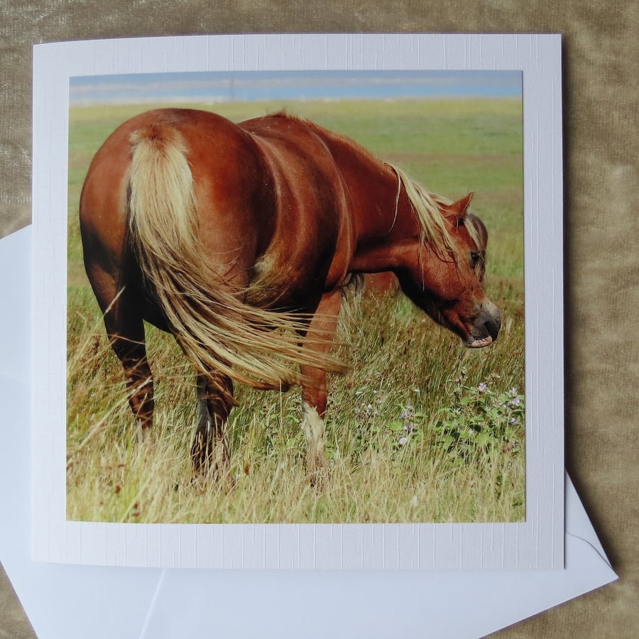 Marsh Ponies.  A card featuring an original photograph.  Blank inside.