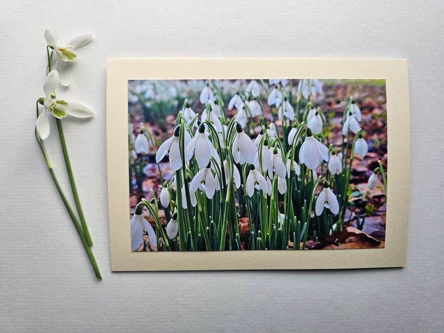 Pretty Little Snowdrops in the Woods Blank Photographic Card Size 7" x 5"
