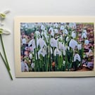 Pretty Little Snowdrops in the Woods Blank Photographic Card Size 7" x 5"