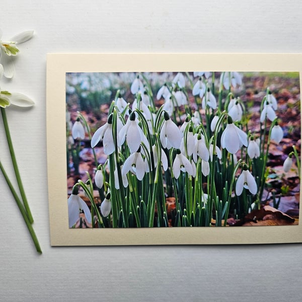 Pretty Little Snowdrops in the Woods Blank Photographic Card Size 7" x 5"