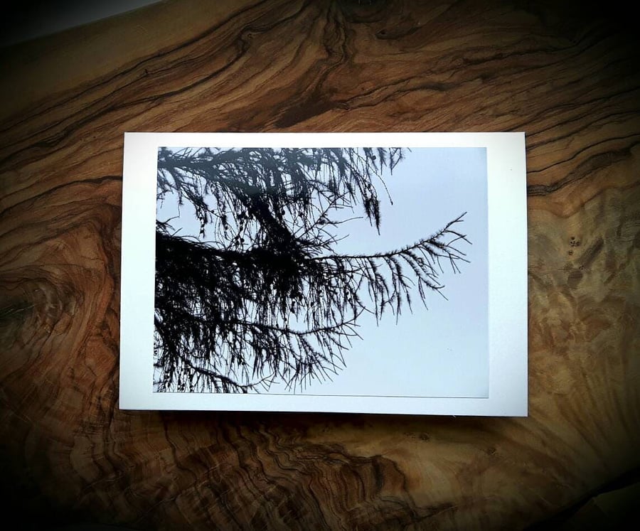 Larch Branches Forest Cards - READY TO SHIP