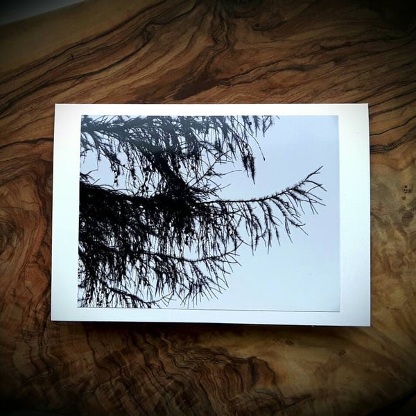 Larch Branches Forest Cards - READY TO SHIP