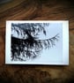 Larch Branches Forest Cards - READY TO SHIP - Image 1