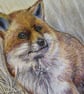 Fox (2021) - Image 4