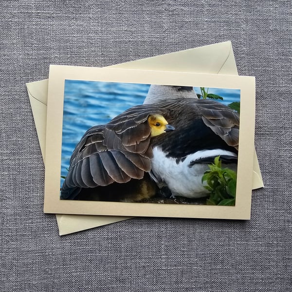 Under Mother's Wing Canada Gosling Large Photographic Card 7" x 5" Blank