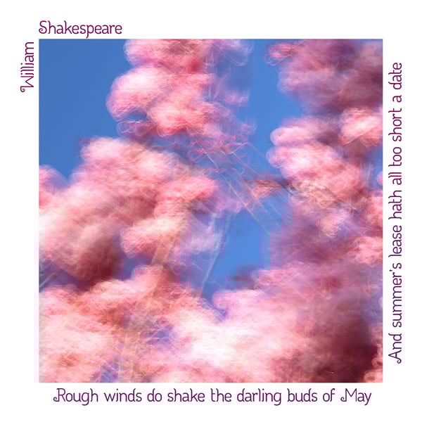 Impressionist Cherry Blossom Photography Print With Shakespearean Sonnet Quote