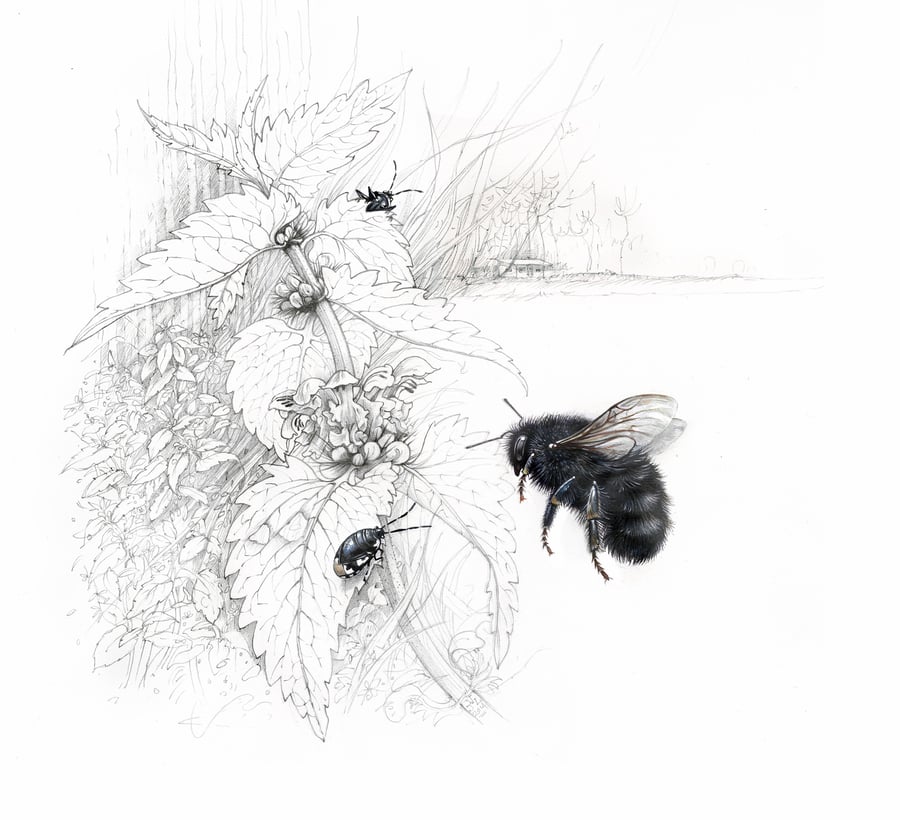 A Beautiful British Bee. The Large Garden Bumbebee:  Bombus ruderatus