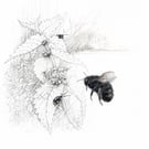 A Beautiful British Bee. The Large Garden Bumbebee:  Bombus ruderatus