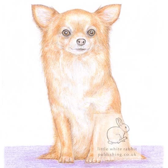 Polly the Chihuahua - Blank Card