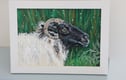 Sheep Paintings