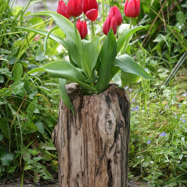 driftwood vase A